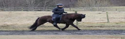 Island hästar till salu: Smuk - efter Nótt fra Bendstrup og Hrimnir fra Osi - Annons 2