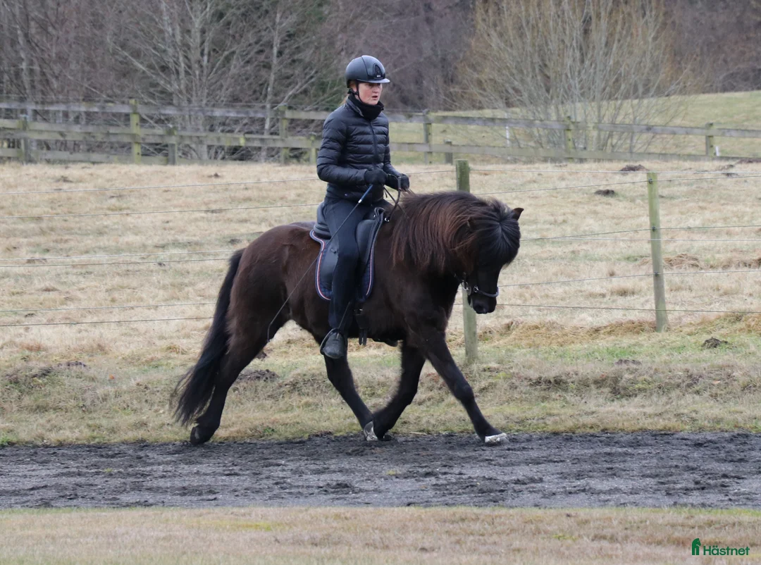 Island hästar till salu: Smuk - efter Nótt fra Bendstrup og Hrimnir fra Osi - Annons 2
