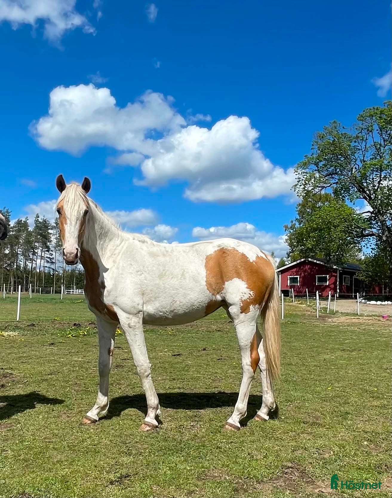  hästar Syns i mängden  - Annons 8