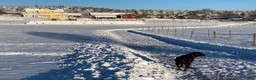  stallplats finnes: Ledig stallplats i Österhaninge - Annons 14