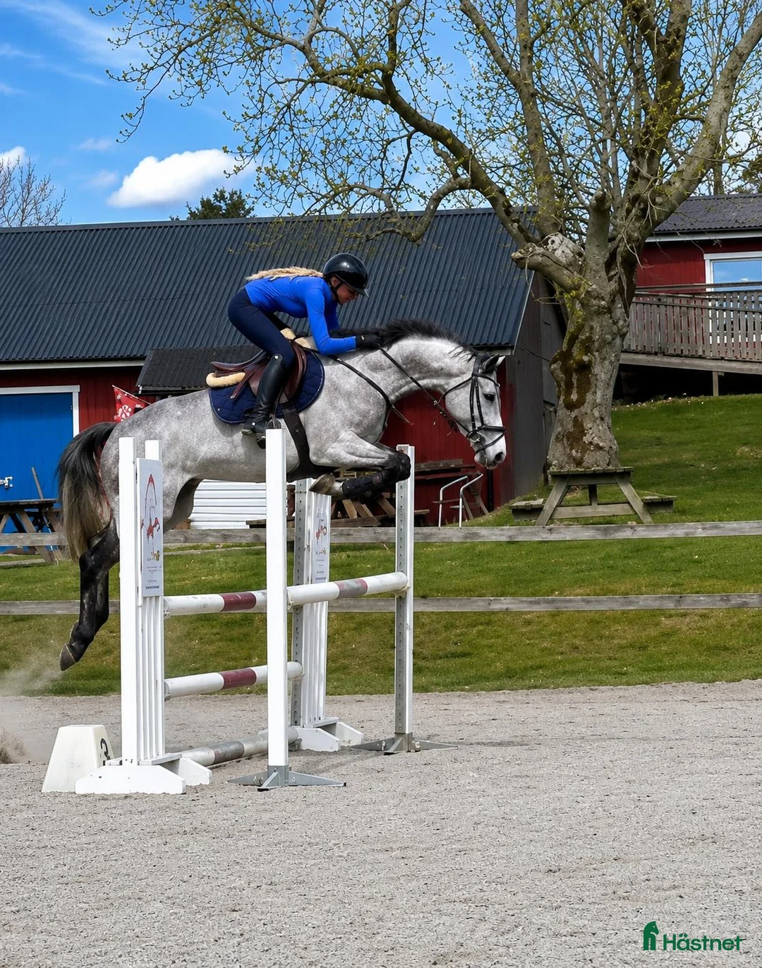 Allround hästar till salu: Trevlig allroundhäst som söker sin nya kompis. - Annons 1