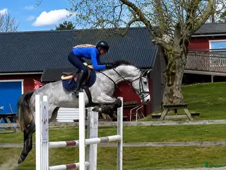 hästar Trevlig allroundhäst som söker sin nya kompis. - Annons 3