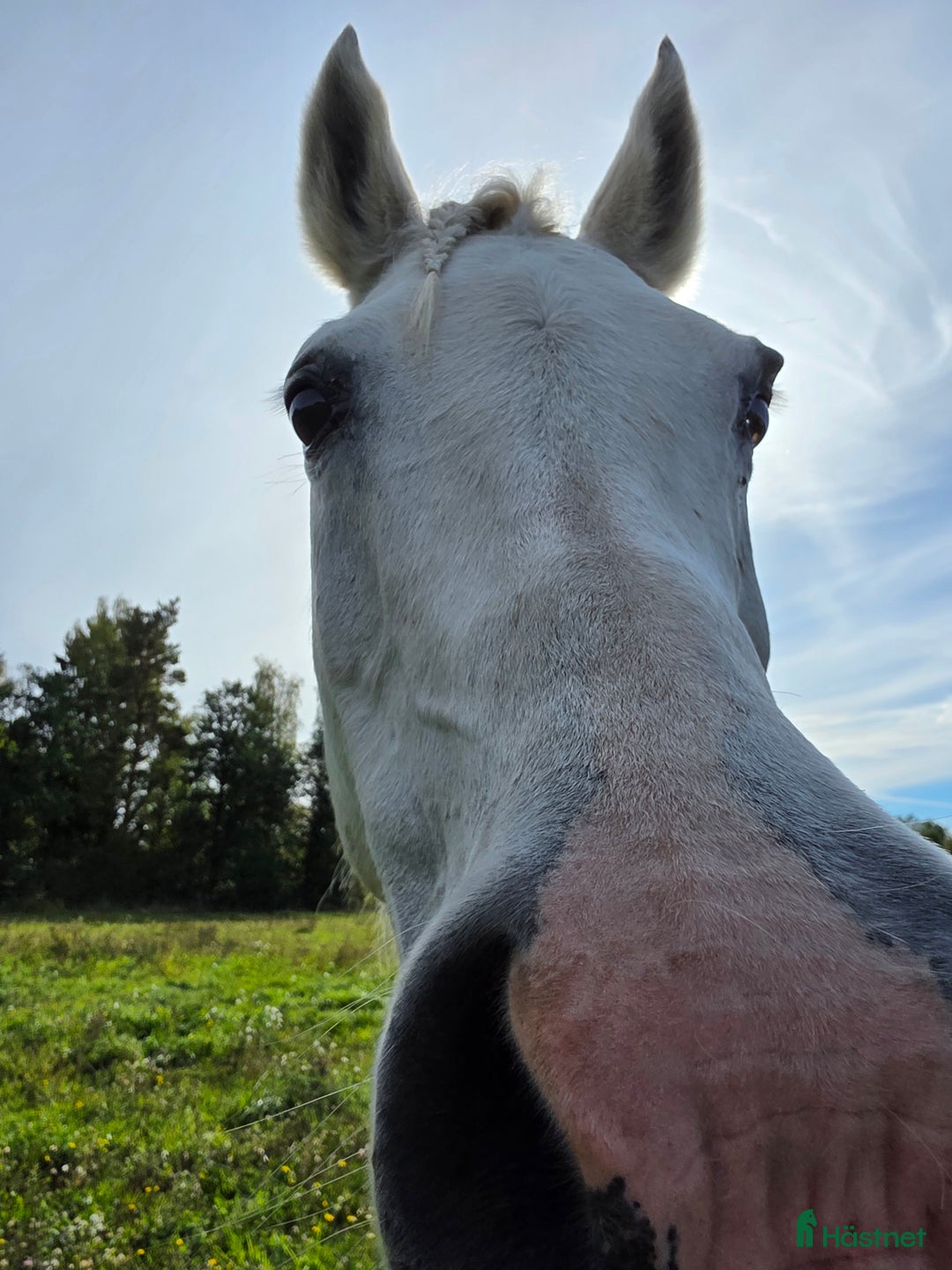  medryttarhäst finnes: Betalande medryttare sökes i Norrköping  i Kimstad - Annons 3