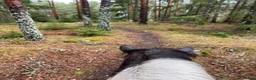 medryttarhäst finnes: Medryttare - Annons 1