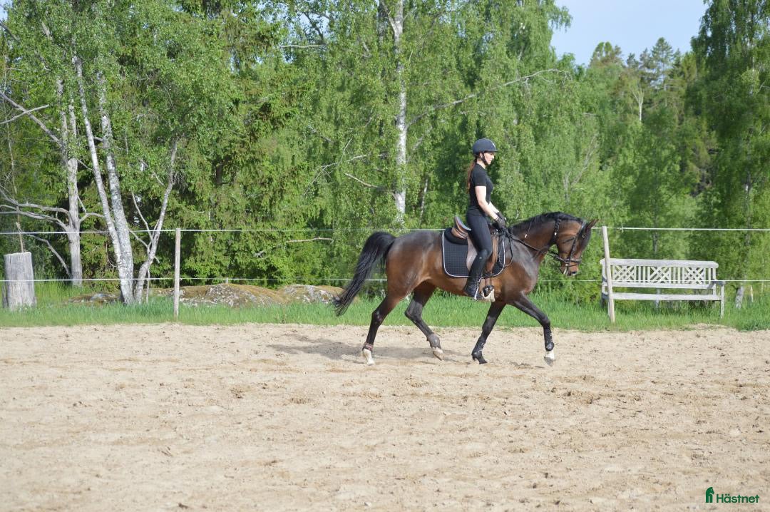  hästar Trevligt sto med erfarenhet av galopp och hoppning - Annons 3
