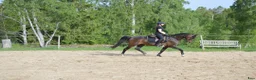 Allround hästar till salu: Trevligt sto med erfarenhet av galopp och hoppning i Vagnhärad - Annons 1