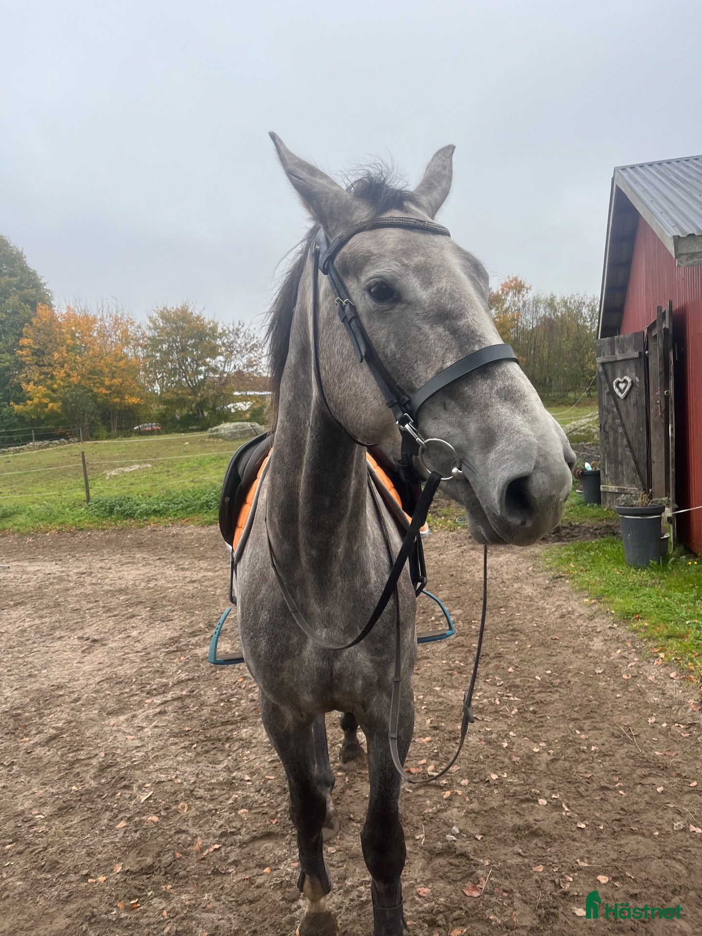  hästar Lovande 3-årig valack för hoppning - Annons 2