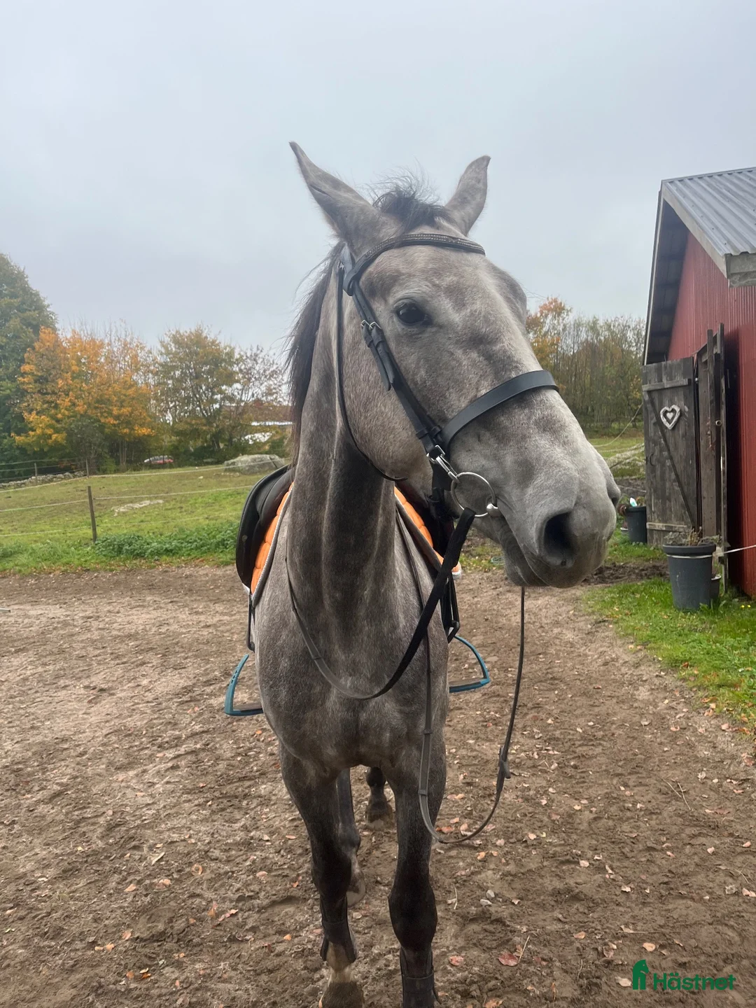 Hoppning hästar till salu: Lovande 3-årig valack för hoppning i Vartofta - Annons 2