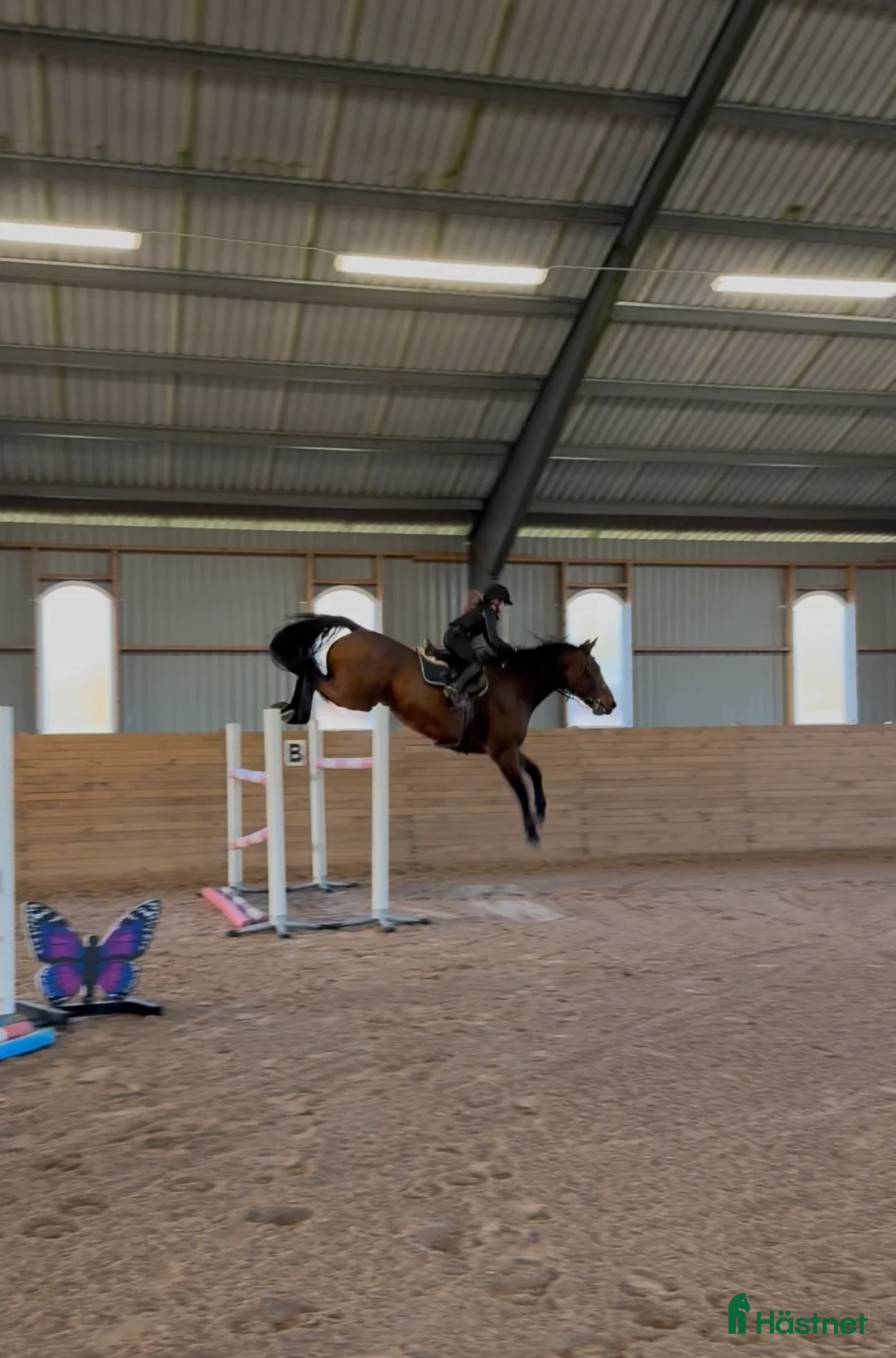 Hoppning hästar till salu: Fantastisk trevlig hoppvalack, ny film igen! - Annons 6