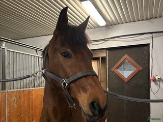 hästar **Pigg och arbetsglad allroundponny** i Sparreholm - Annons 11