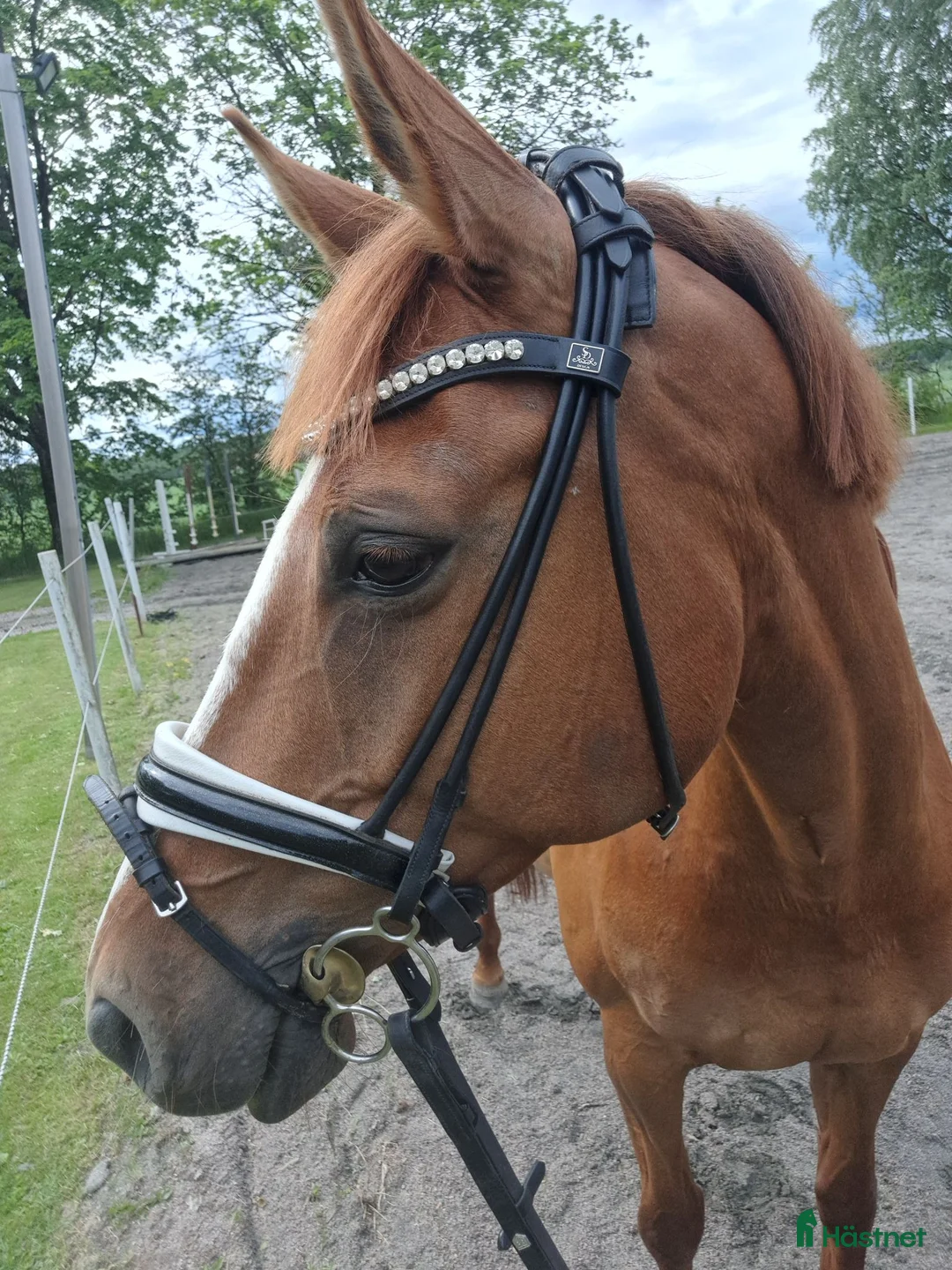 Allround hästar till salu: Intressekoll - Annons 1