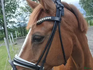 hästar Intressekoll - Annons 1