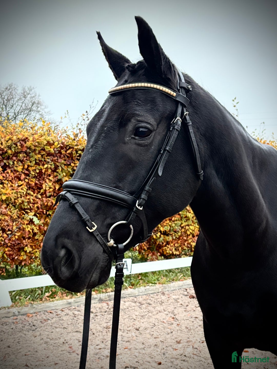 Dressyr hästar till salu: En snygg och trevlig 6 årig valack 🌟 i Bjuv - Annons 2