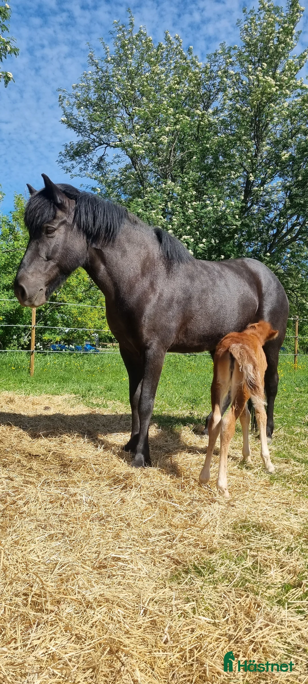 Allround hästar till salu: Dräktigt sto i Norrfjärden - Annons 3