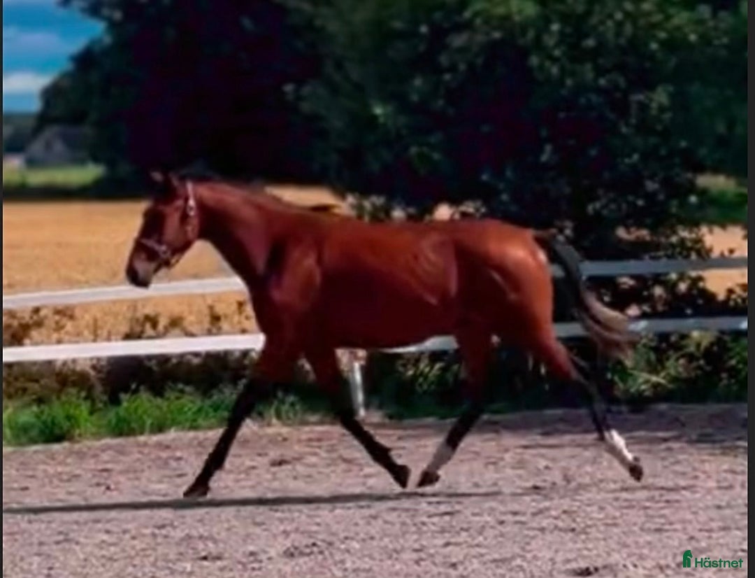 Allround hästar till salu: ✨ Lovande SWB e: Racoon 1491 (Lövsta Stuteri)  ✨ i Vingåker - Annons 2