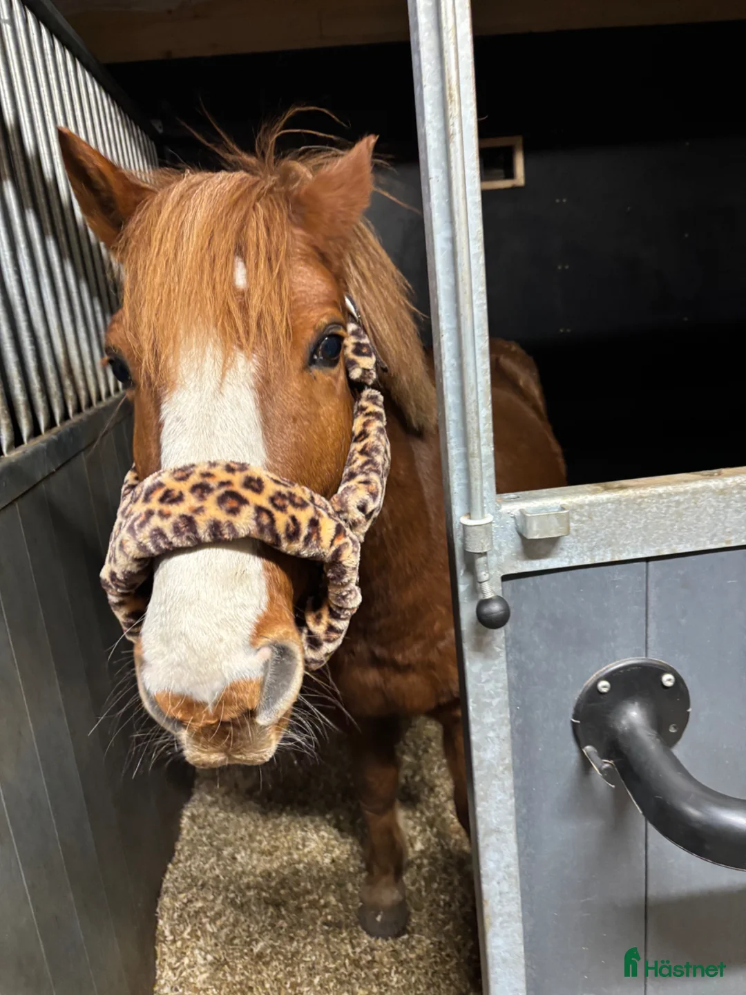 Dressyr hästar till salu: Snäll c-ponny till salu - Annons 2