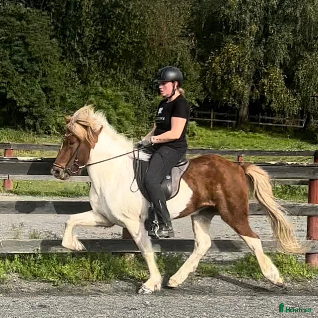 Island hästar till salu: Flott femgångssto dräktig m Havadi frá Haukholtum i Östhammar - Annons 2