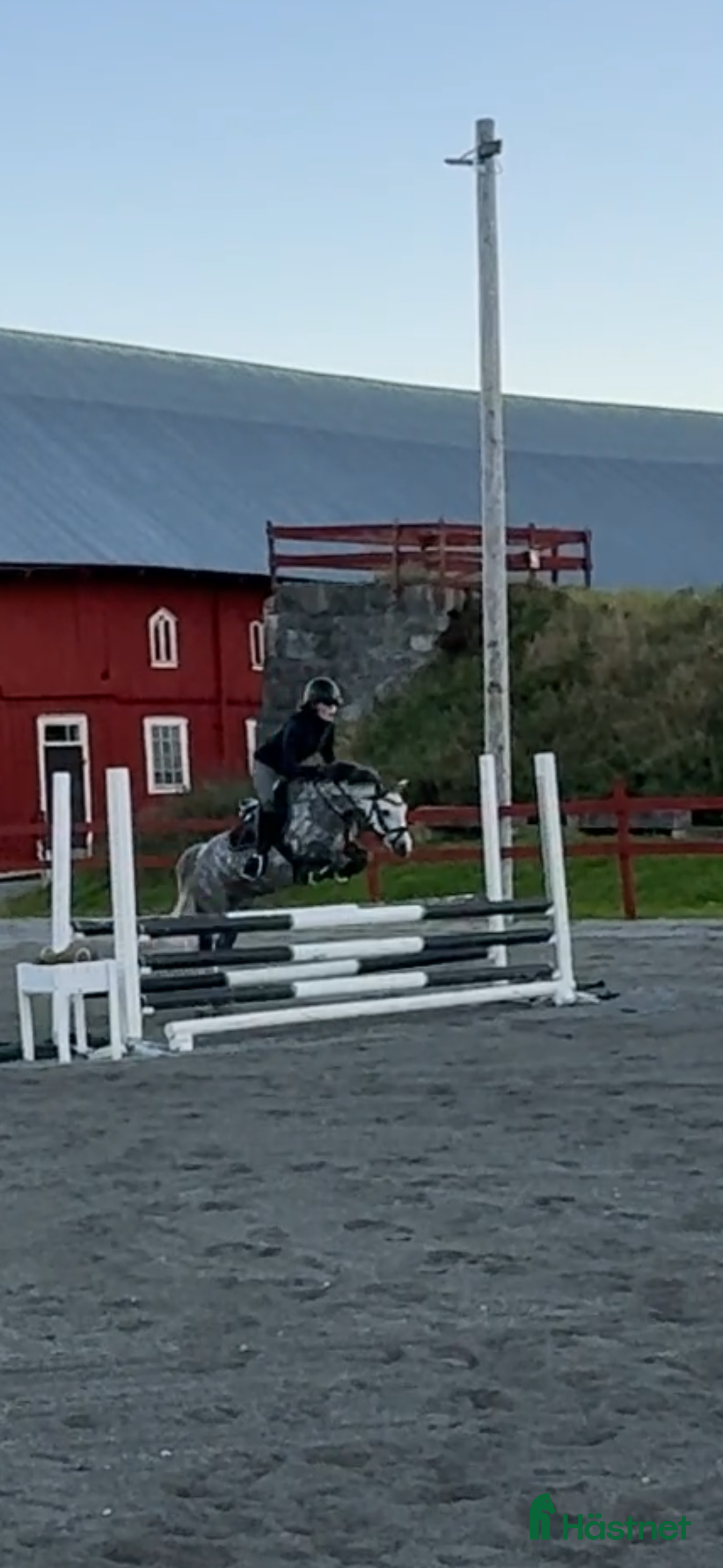 Hoppning hästar till salu: Drömponny med kapacitet  i Björkvik - Annons 2