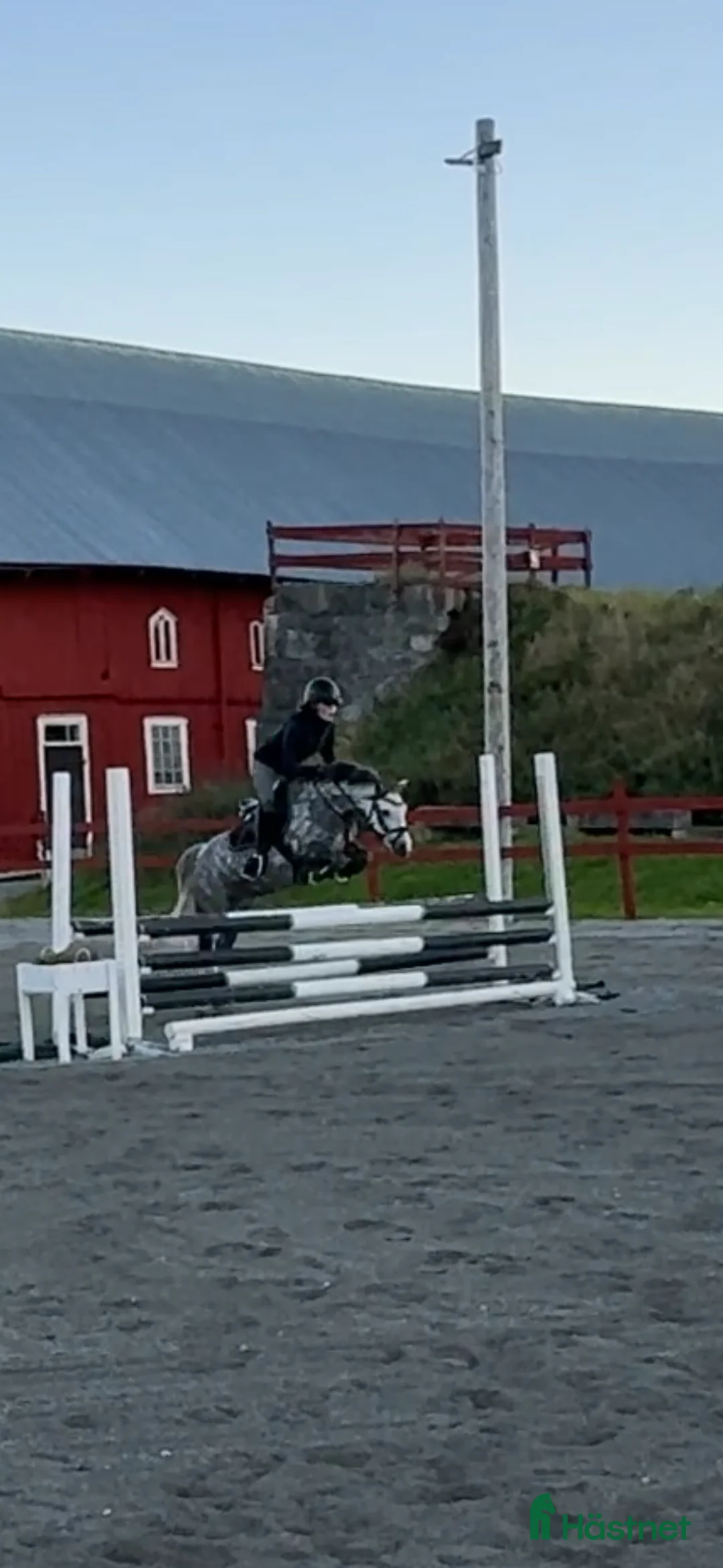 Hoppning hästar till salu: Drömponny med kapacitet  i Björkvik - Annons 3