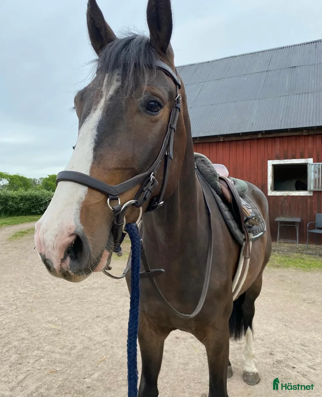 Hoppning hästar till salu: Trevlig 4-åring e. Mr Vain  i Laholm - Annons 1