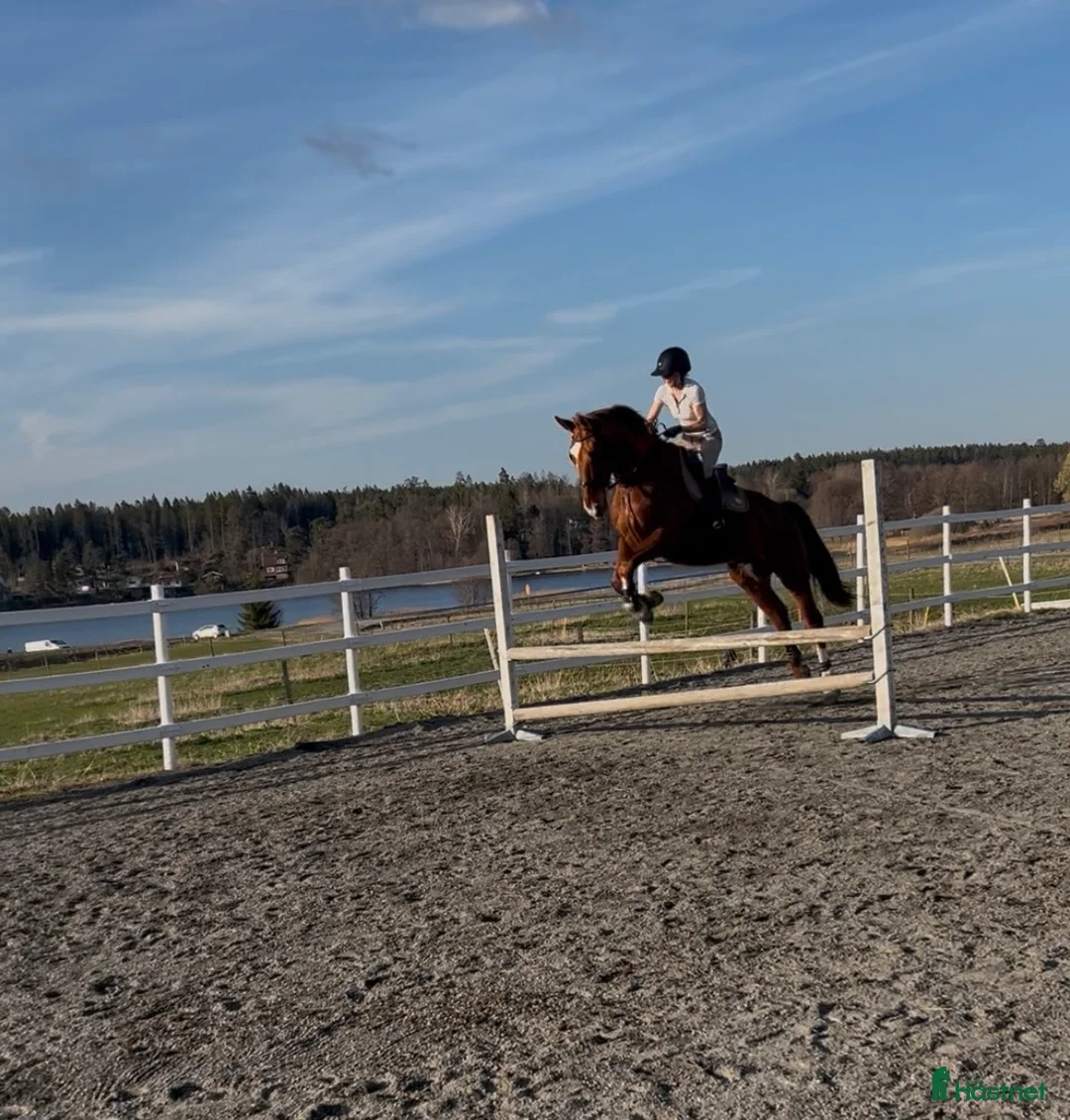 Allround hästar till salu: Läromästare av högsta kvalité - Annons 2