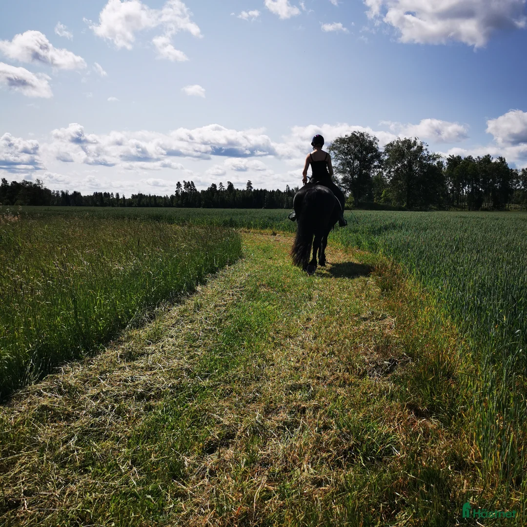Allround hästar sökes: Söker ny kompanjon i Götene - Annons 1