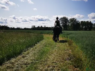 hästar Söker ny kompanjon i Götene - Annons 2