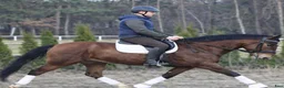 Allround hästar till salu: Dressage & driving & jumping partner for everybody - Annons 6