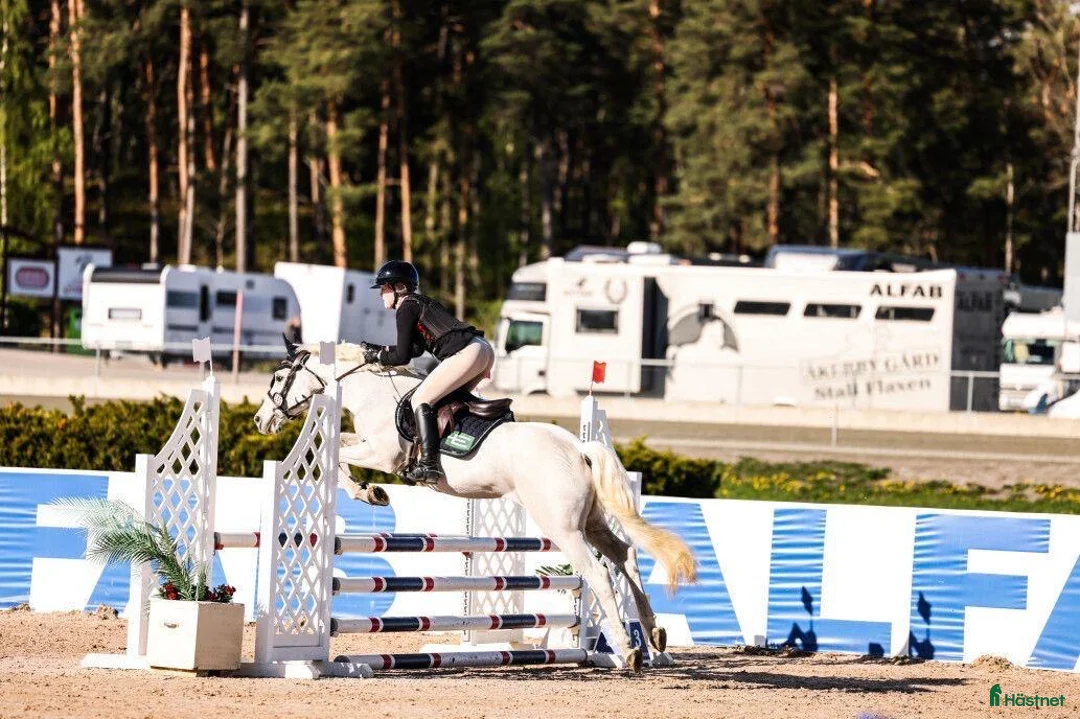 Hoppning hästar till salu: En riktig rosett plockare i lägre klasser i Norra Sorunda - Annons 2