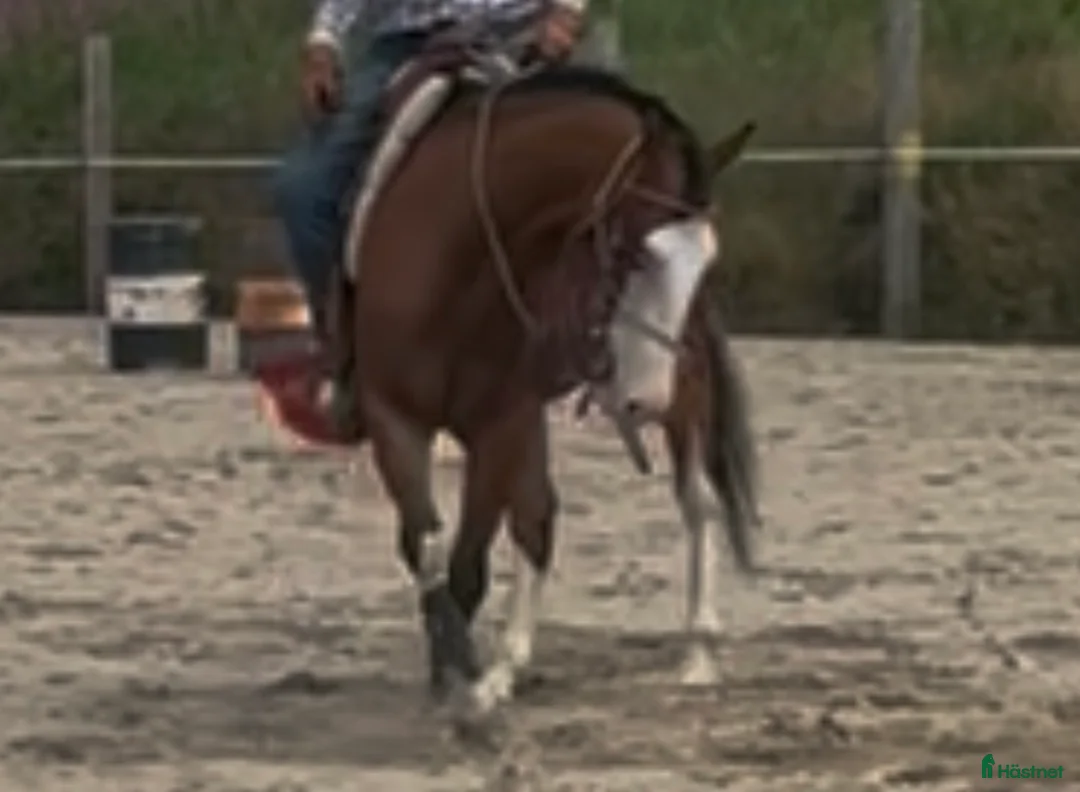 Western hästar till salu: Quarter/paint - Annons 2