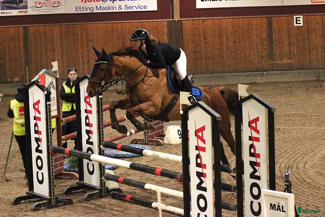 Hoppning hästar till salu: Sto som sticker ut i mängden🌟 - Annons 1