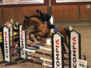 hästar Sto som sticker ut i mängden🌟 - Annons 2