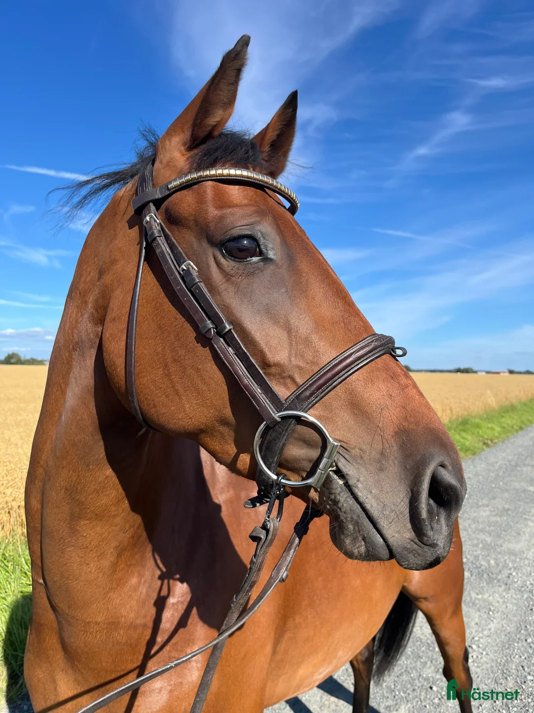 Hoppning hästar till salu: 5-årigt sto till hoppning och eller fälttävlan! i Tun - Annons 1