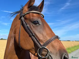 hästar 5-årigt sto till hoppning och eller fälttävlan! i Tun - Annons 17