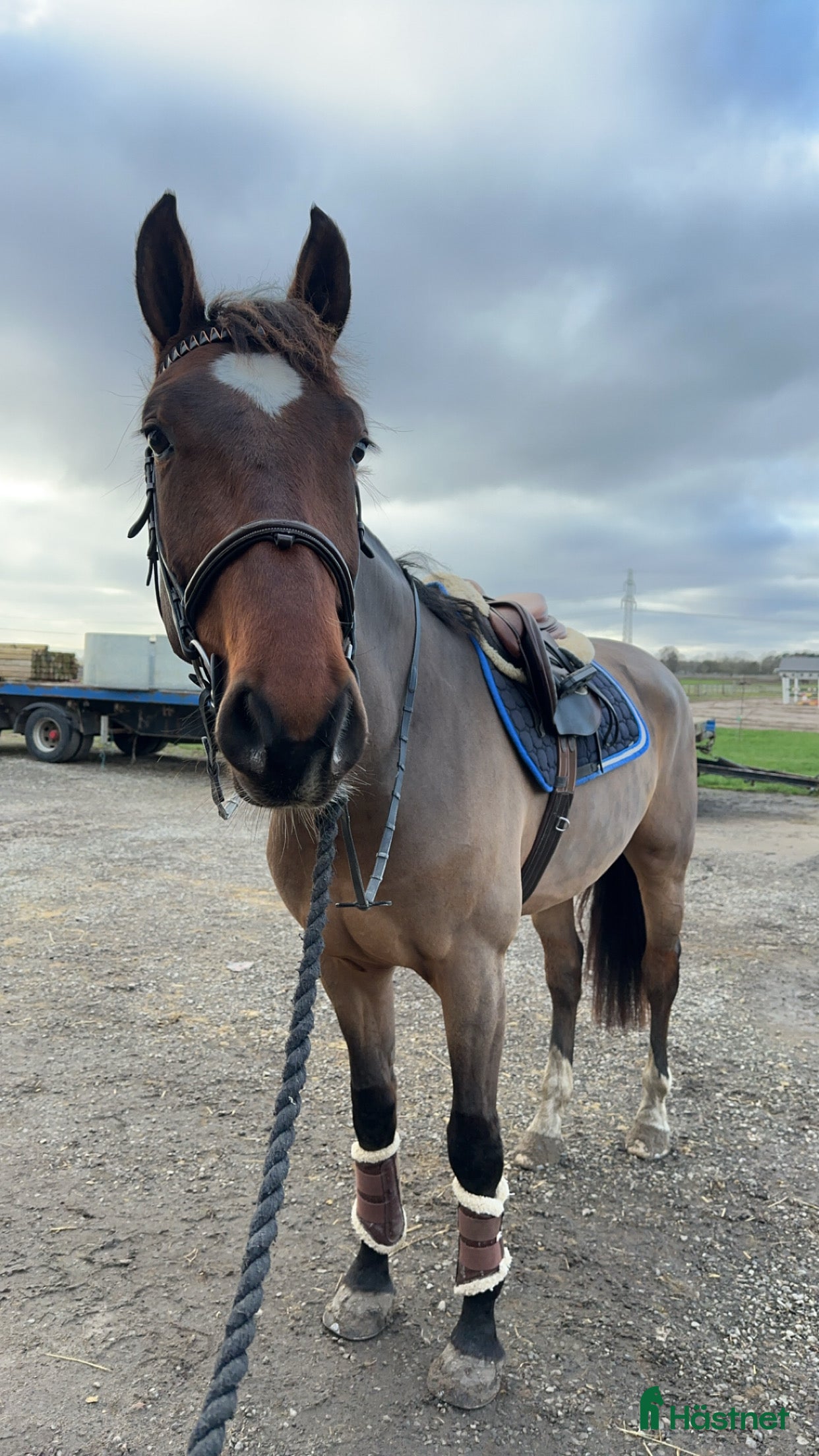  hästar Trevlig valack e.Copycat ue.Heartbeat i Billeberga - Annons 13