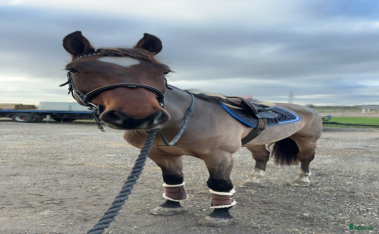  hästar i Billeberga - Annons 12