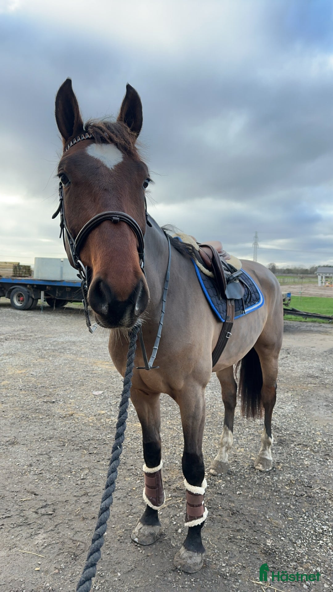 Allround hästar till salu: Trevlig valack e.Copycat ue.Heartbeat i Billeberga - Annons 1