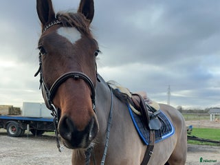 Allround hästar till salu: Trevlig valack e.Copycat ue.Heartbeat i Billeberga - Annons 2