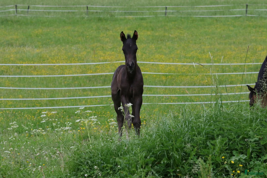 Dressyr hästar till salu: Valack e. Devin Franco GJ ur stofamilj 55 i Dyltabruk - Annons 3