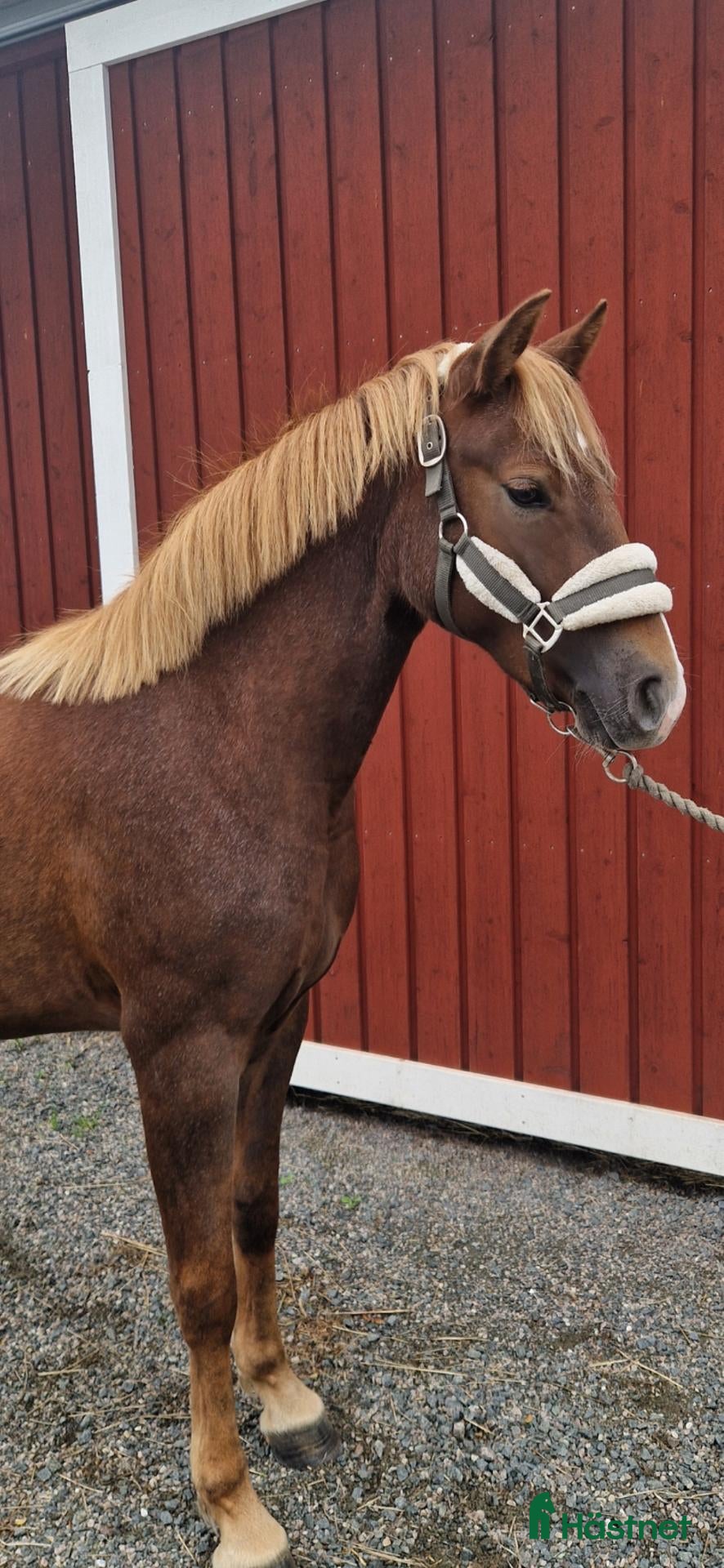  hästar Supertrevligt 2-årigt sto - Annons 2