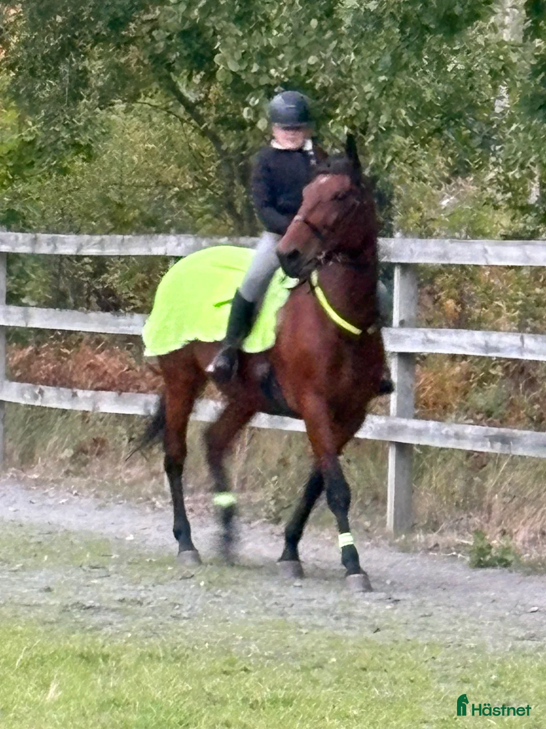 Övrigt Ridkläder ryttarutrustning till salu: Söker en ridkompis  i Vinninga - Annons 3