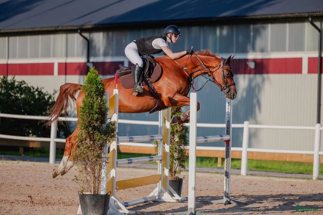Hoppning hästar till salu: Läromästare & en bästa vän - Annons 1