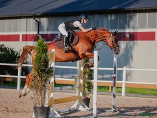 hästar Läromästare & en bästa vän - Annons 2