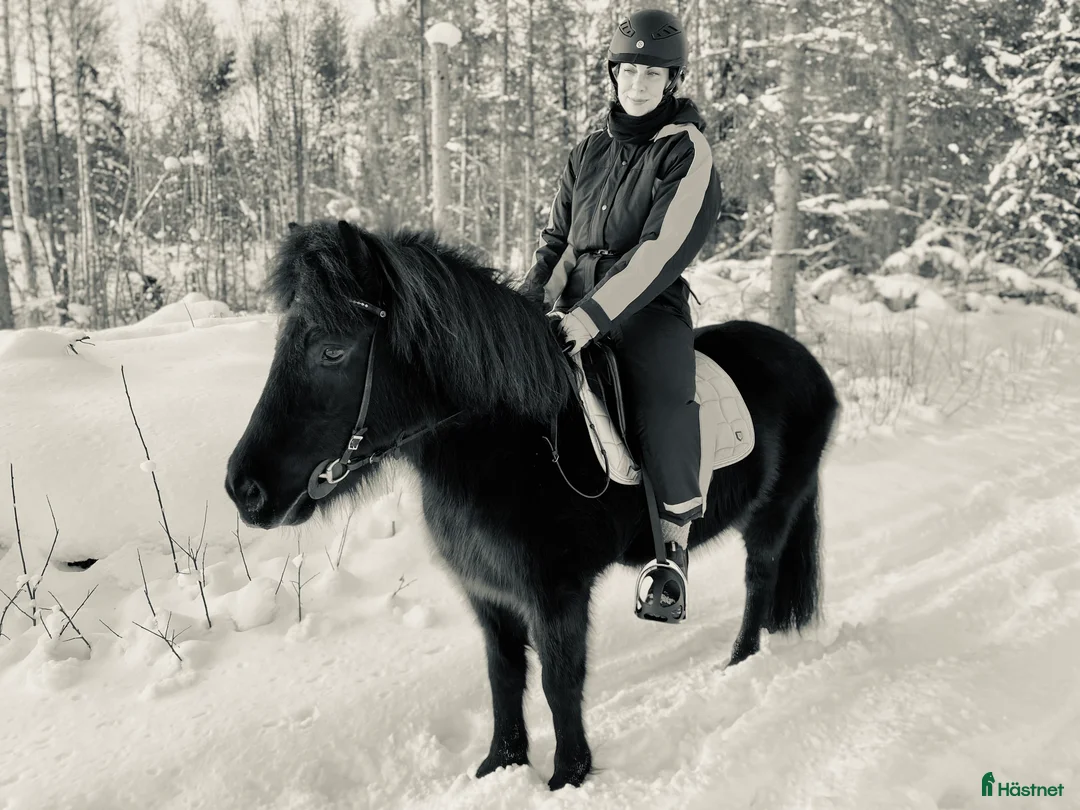 Island hästar till salu: Intressekoll i Knutby - Annons 20