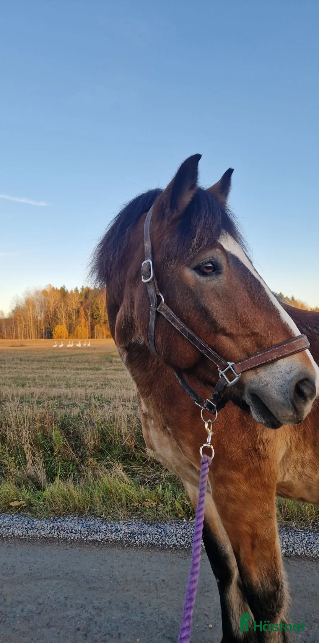 Allround hästar till salu: Världens bästa  i Valbo - Annons 3