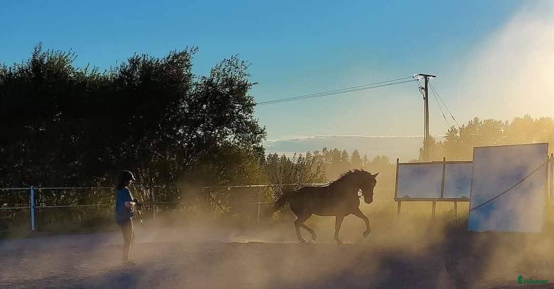  hästar Trevlig häst sökes för dressyr i Norrfjärden - Annons 1