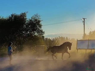 hästar Trevlig häst sökes för dressyr i Norrfjärden - Annons 3
