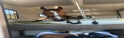 Hästlastbilar  fordon & transport till salu: Snygg B-kortslastbil - Annons 5