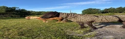  medryttarhäst finnes: Medryttare till shettis ich islandshäst - Annons 2