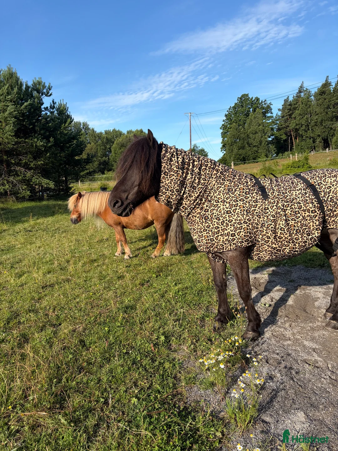  medryttarhäst finnes: Medryttare till shettis ich islandshäst - Annons 2
